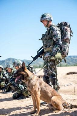 神犬奇兵在线观看,忠诚守护，勇闯天涯的军犬传奇